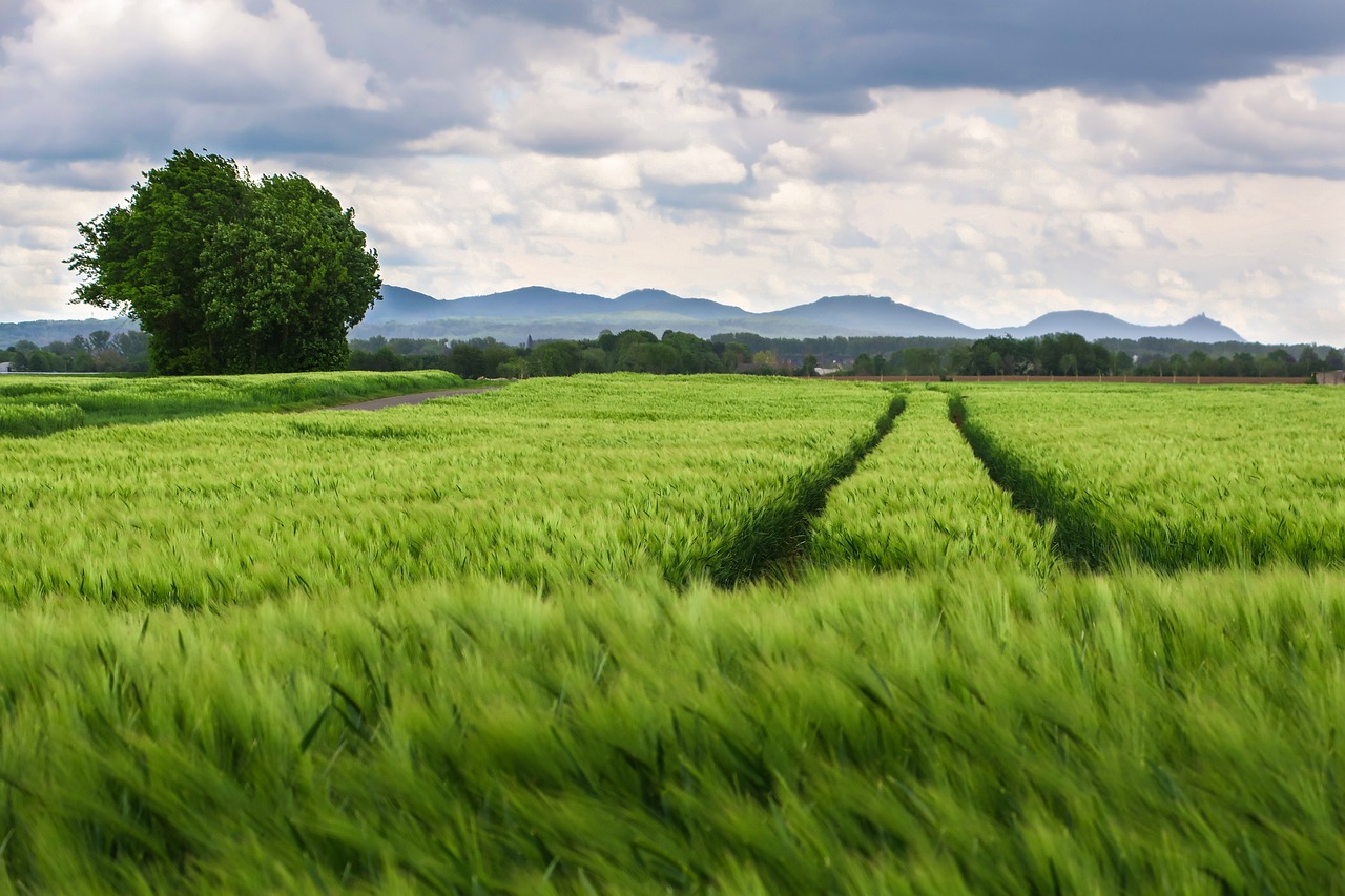 Role of AI in Precision Agriculture Techniques